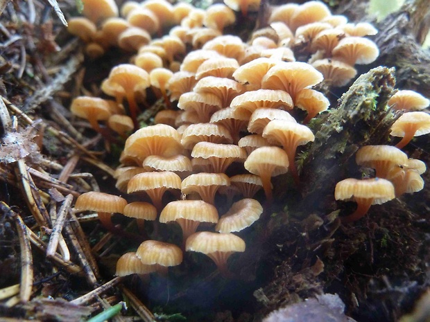 tanečnička zvončekovitá Xeromphalina campanella (Batsch) Maire