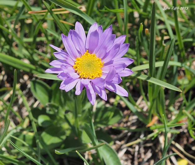 astra alpínska Aster alpinus L.