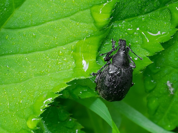 nosánik Liophloeus lentus