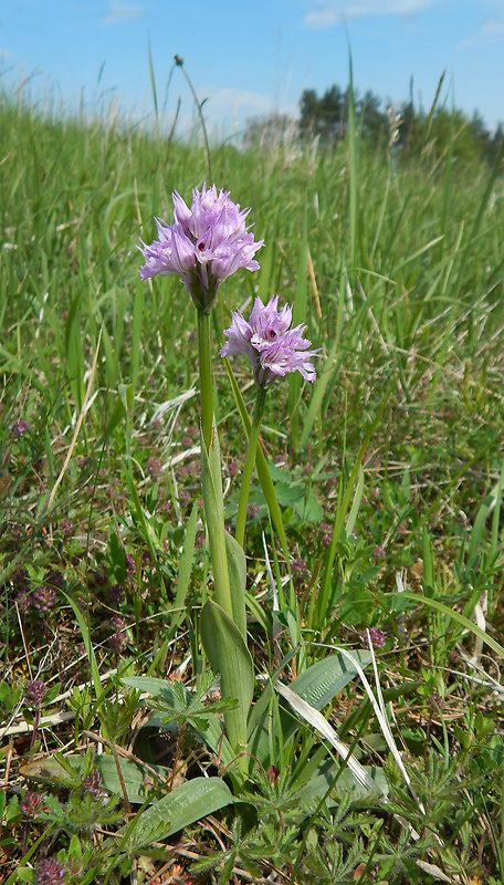 neotinea trojzubá Neotinea tridentata (Scop.) R. M. Bateman, Pridceon et M. W. Chase