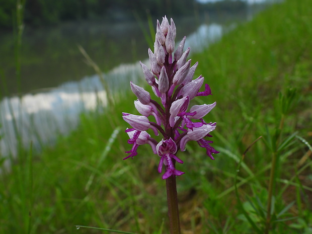 vstavač vojenský Orchis militaris L.