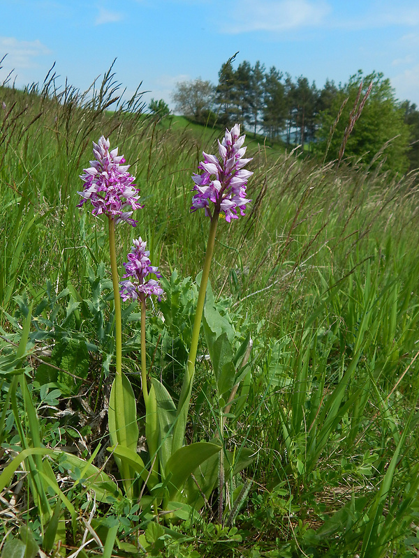 vstavač vojenský Orchis militaris L.