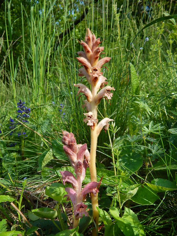 záraza obyčajná Orobanche caryophyllacea Sm.