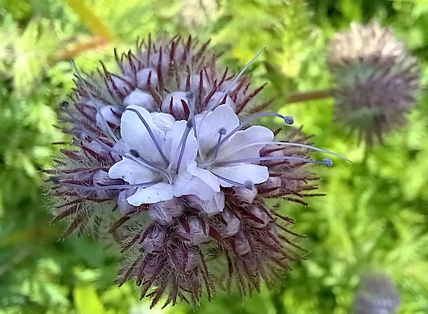 facélia vratičolistá Phacelia tanacetifolia Benth.