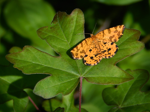 listnatka hluchavková (sk) / zejkovec hluchavkový (cz) Pseudopanthera macularia Sm.