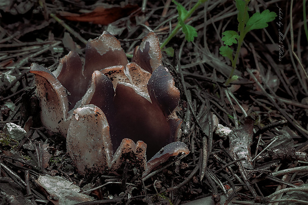 tulipánovka fialová Sarcosphaera coronaria (Jacq.) J. Schröt.