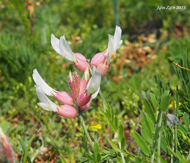 kozinec mechúrikatý belavý Astragalus vesicarius subsp. albidus (Waldst. et Kit.) Braun-Blanq.