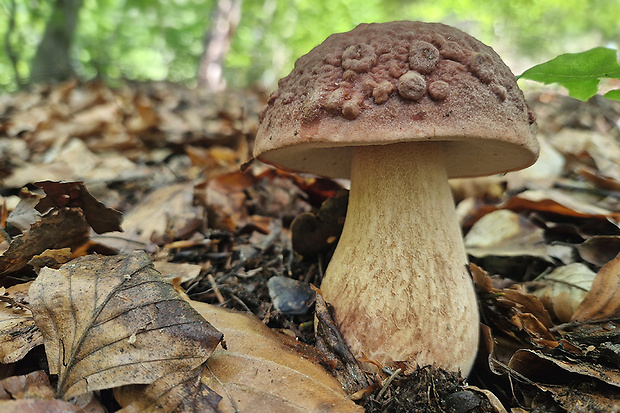 hríb sosnový Boletus pinophilus Pil. et Dermek in Pil.