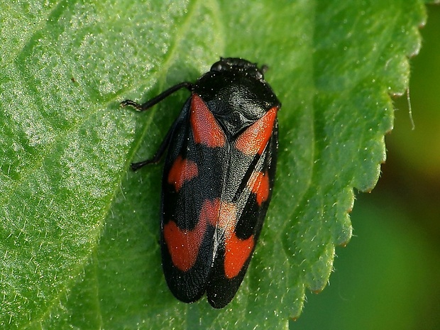 peniarka červená Cercopis vulnerata