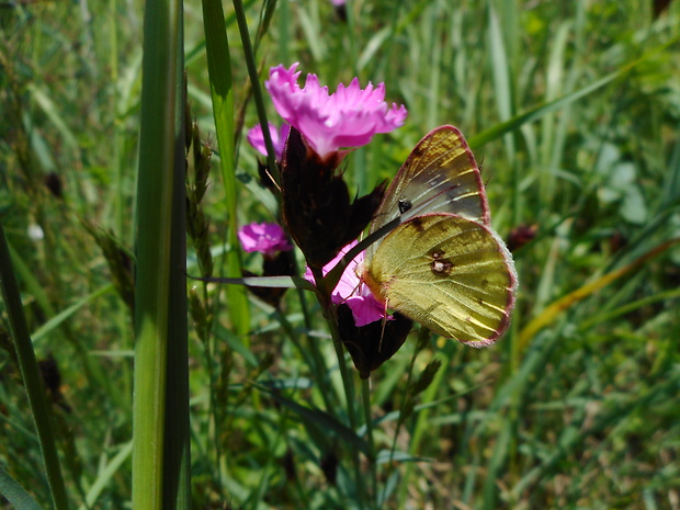 žltáčik ranostajový Colias hyale (Linnaeus, 1758)