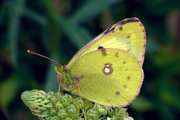 žltáčik ranostajový (sk) / žluťásek čičorečkový (cz) Colias hyale (Linnaeus, 1758)