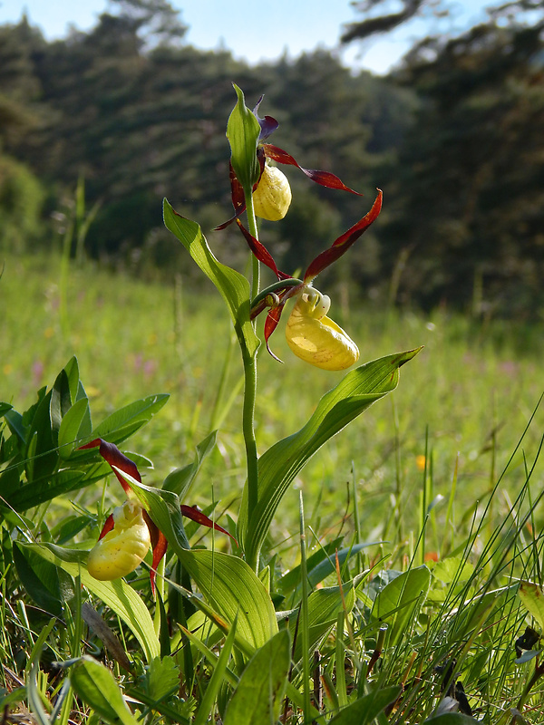 črievičník papučkový Cypripedium calceolus L.