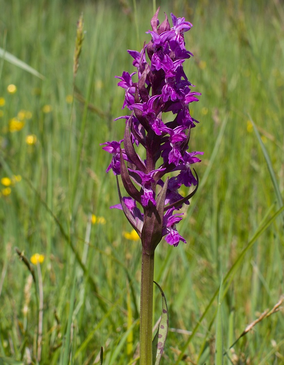 vstavačovec májový pravý Dactylorhiza majalis subsp. majalis (Reincherb.) Hunt & Summerh.