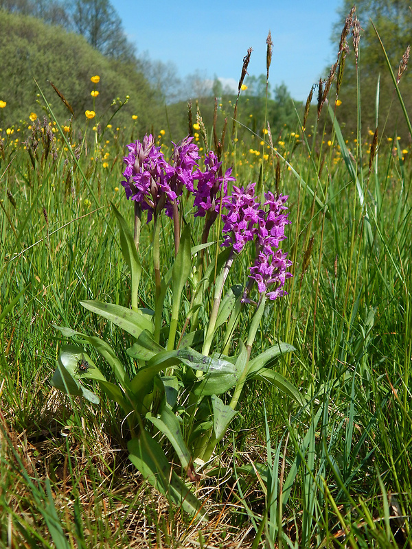 vstavačovec májový pravý Dactylorhiza majalis subsp. majalis (Reincherb.) Hunt & Summerh.