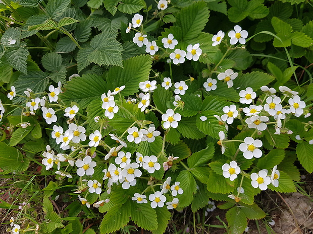 jahoda drúzgavicová   Fragaria moschata (Duchesne) Weston