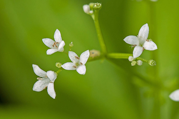 lipkavec marinkový Galium odoratum (L.) Scop.