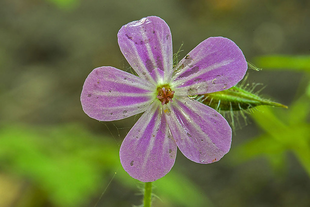 pakost smradľavý Geranium robertianum L.