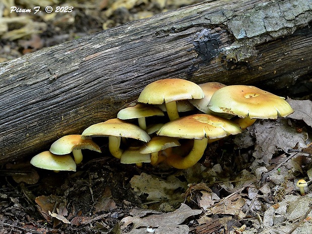 strapcovka zväzkovitá Hypholoma fasciculare (Huds.) P. Kumm.