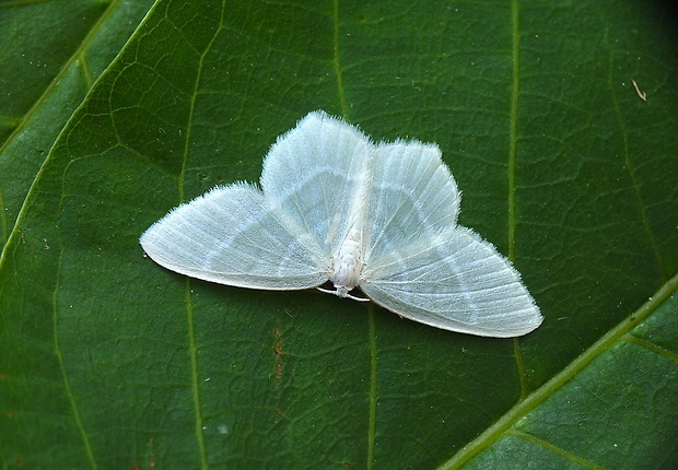 piadivka zelenkavá Jodis lactearia