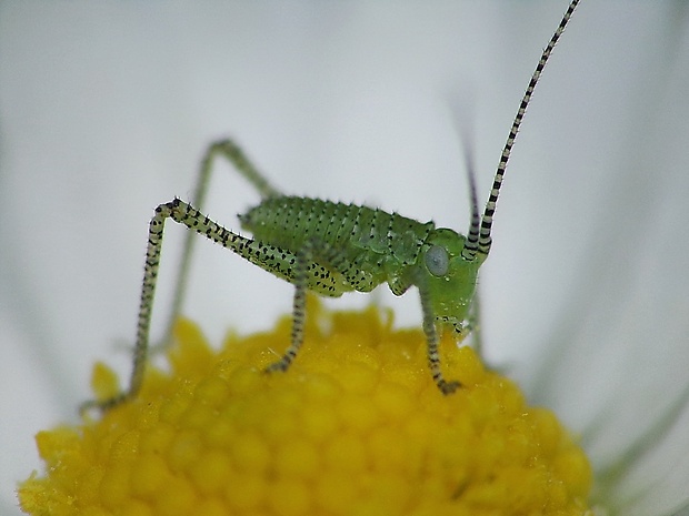 kobylka Leptophyes punctatissima