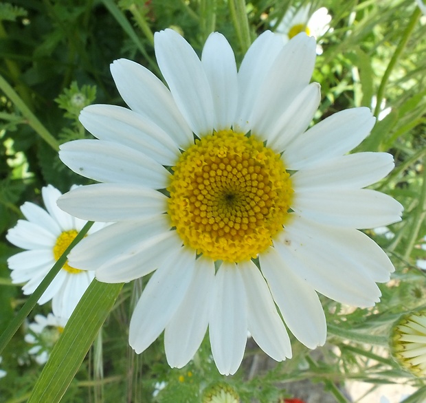 margaréta biela Leucanthemum vulgare Lam.