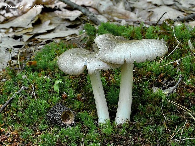 povraznica širokolupeňová Megacollybia platyphylla (Pers.) Kotl. & Pouzar