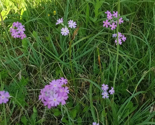 prvosienka pomúčená Primula farinosa L.