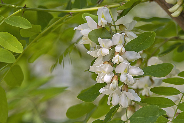 agát biely Robinia pseudoacacia L.