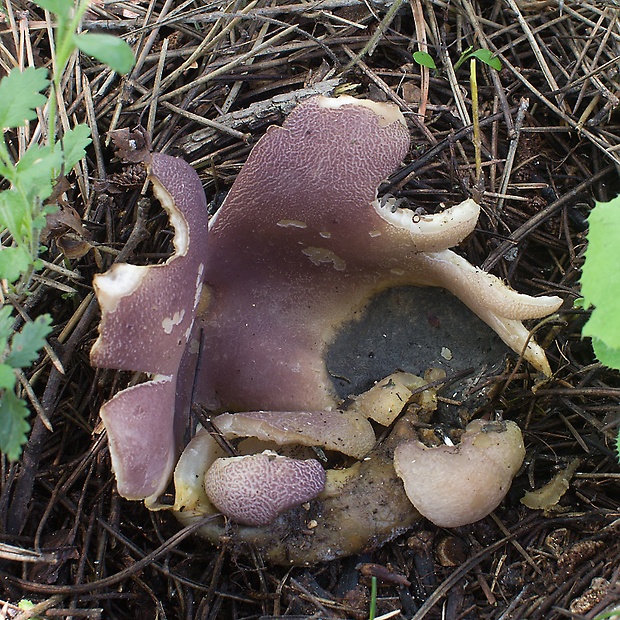 tulipánovka fialová Sarcosphaera coronaria (Jacq.) J. Schröt.