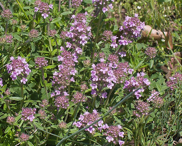 dúška Thymus sp.