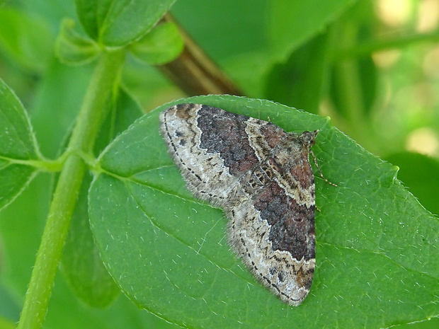 piadivka hnedočervená Xanthorhoe spadicearia