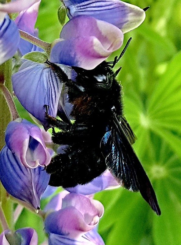 drevár fialový  Xylocopa violacea