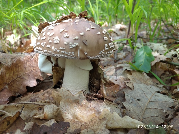 muchotrávka hrubá Amanita excelsa (Fr.) Bertill.