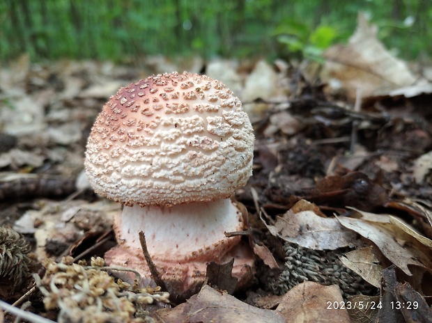 muchotrávka červenkastá Amanita rubescens Pers.