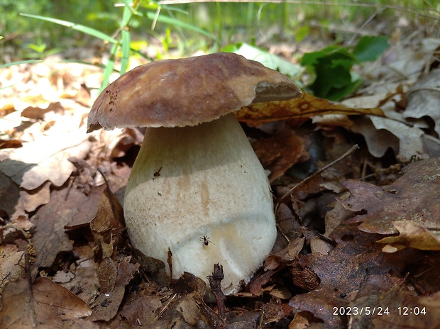 hríb dubový Boletus reticulatus Schaeff.