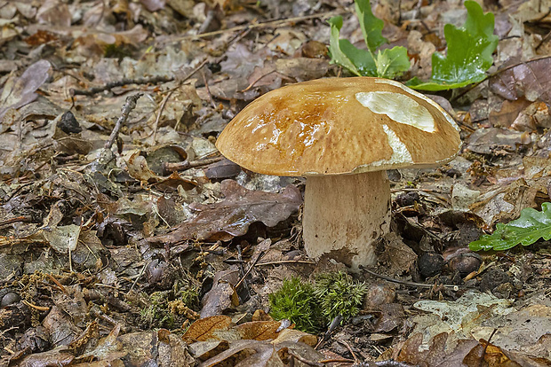 hríb dubový Boletus reticulatus Schaeff.