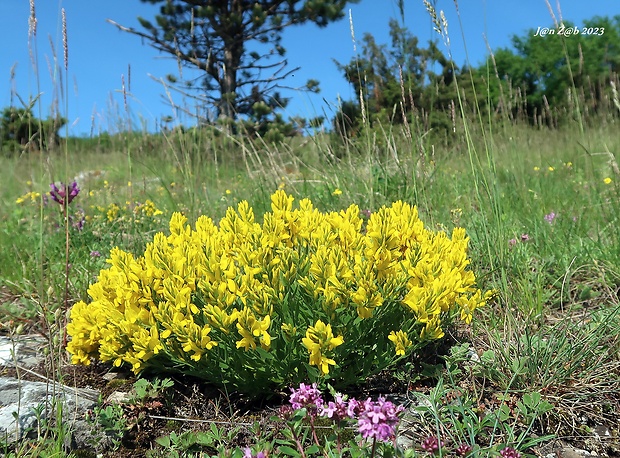 kručinkovec položený Corothamnus procumbens (Waldst. et Kit. ex Willd.) C. Presl.