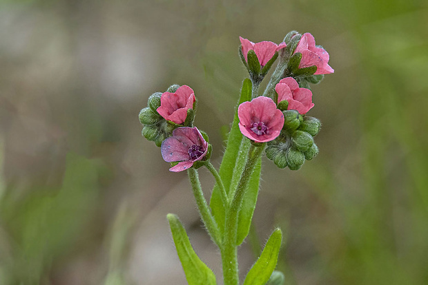 psojazyk lekársky Cynoglossum officinale L.