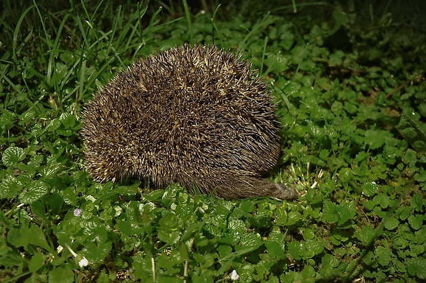 jež tmavý Erinaceus europaeus