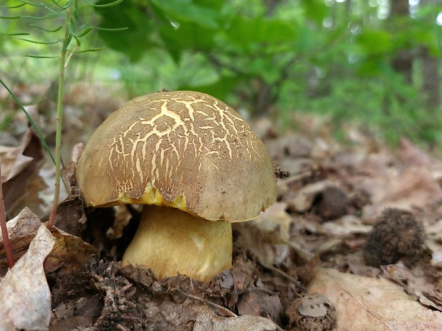 hríb plavý Hemileccinum impolitum (Fr.) Šutara