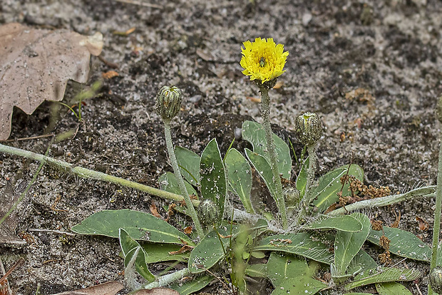 jastrabník Hieracium sp.