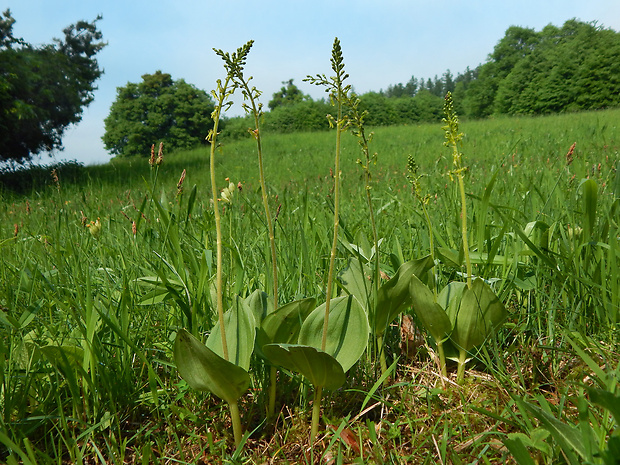 bradáčik vajcovitolistý Listera ovata L.