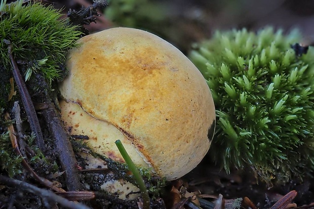 hríb zrnitohlúbikový odfarbený Neoboletus xanthopus (Quél.) Krieglst.