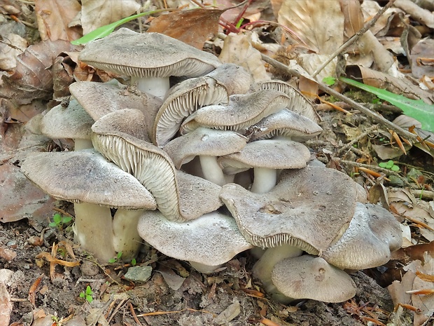 čírovka zemná Tricholoma terreum (Schaeff.) P. Kumm.