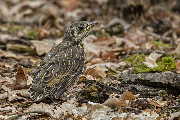 drozd trskota Turdus viscivorus L.