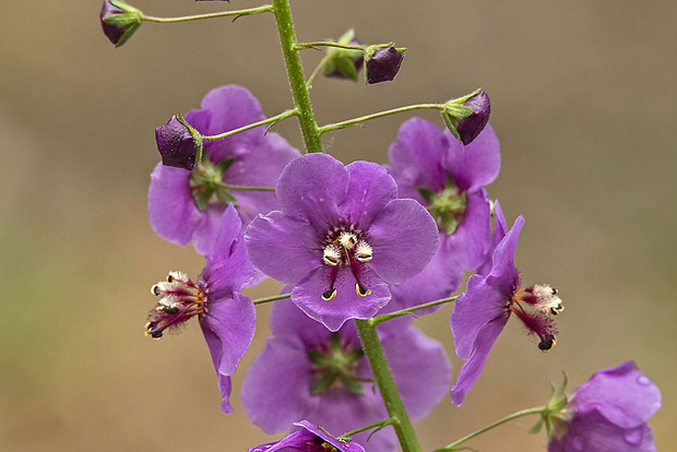 divozel tmavočervený Verbascum phoeniceum L.