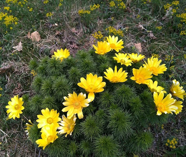 hlaváčik jarný Adonis vernalis L.