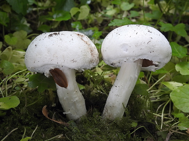 pečiarka ovčia Agaricus arvensis Schaeff.