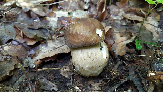 hríb dubový Boletus reticulatus Schaeff.