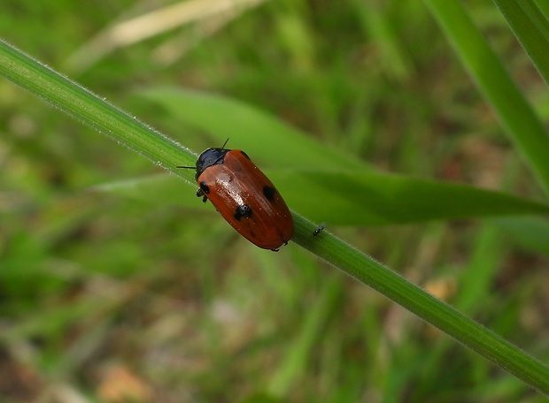 vrbinár štvorbodý Clytra quadripunctata